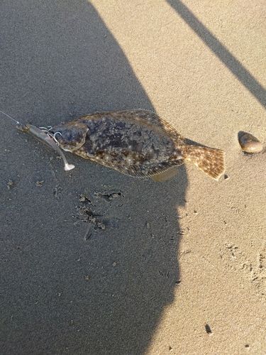 ソゲの釣果