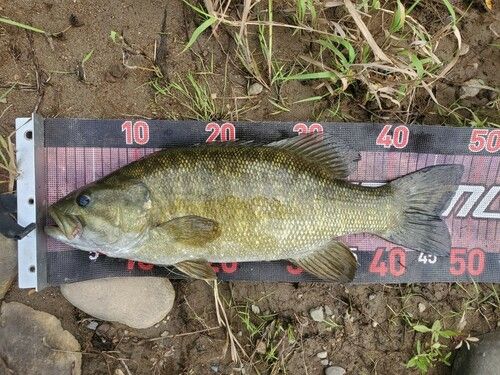 スモールマウスバスの釣果