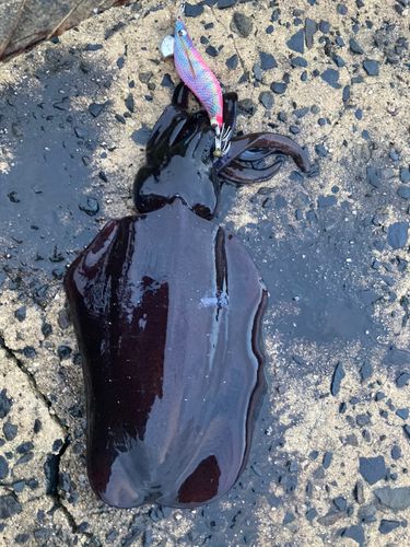 アオリイカの釣果