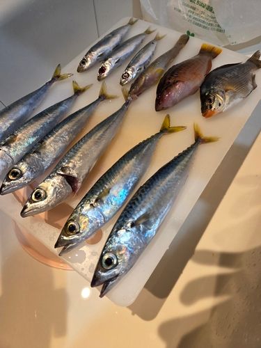 サバの釣果
