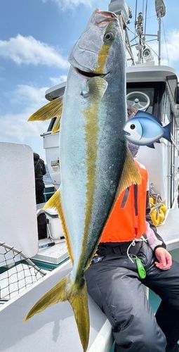 ヒラマサの釣果