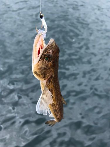 エソの釣果