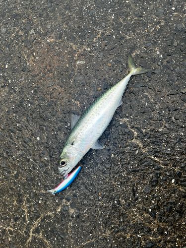 サバの釣果