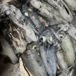 アオリイカ