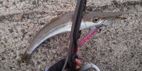 カマスの釣果