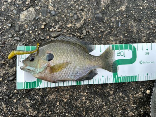 ブルーギルの釣果