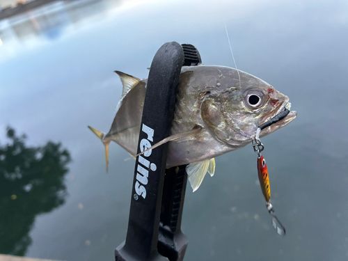 メッキの釣果
