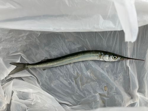 サヨリの釣果