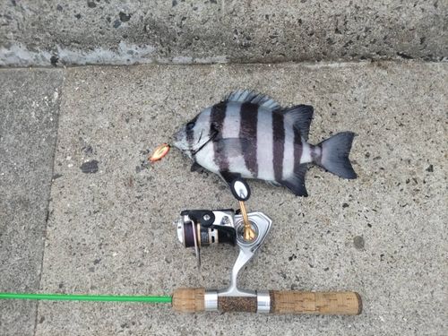 イシダイの釣果