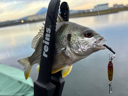 キビレの釣果