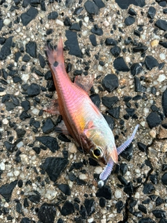 ネンブツダイの釣果