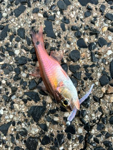 ネンブツダイの釣果