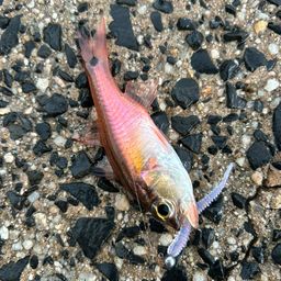 ネンブツダイ