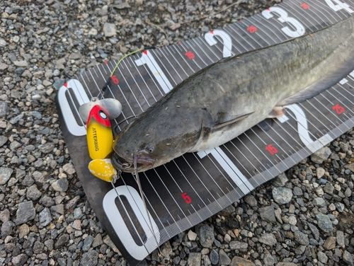 ナマズの釣果