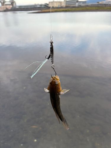 ハゼの釣果