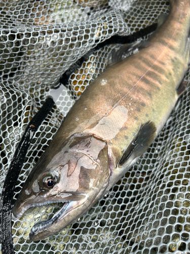 ヤマメの釣果
