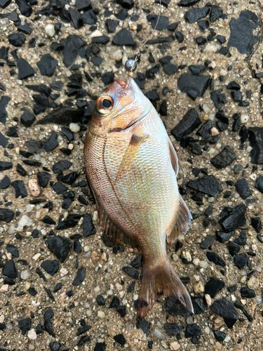 チャリコの釣果