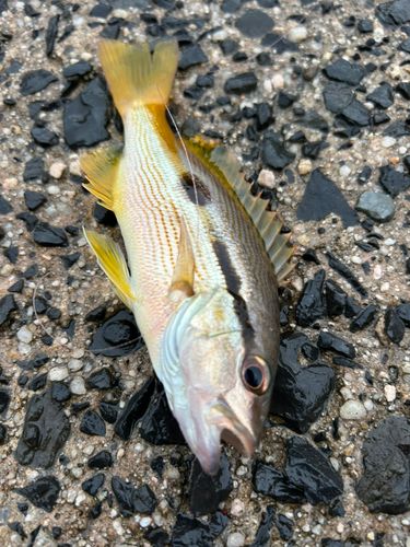 クロホシフエダイの釣果