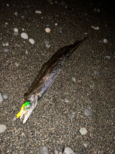 タチウオの釣果