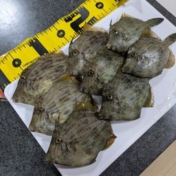 カワハギ