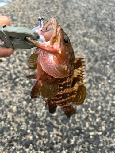 キジハタの釣果