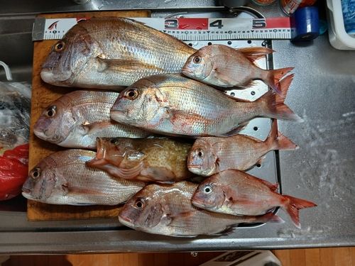 マダイの釣果