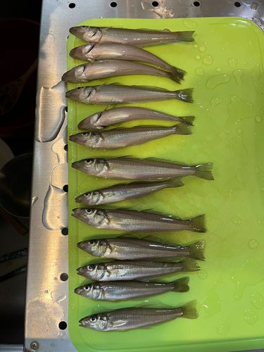 シロギスの釣果