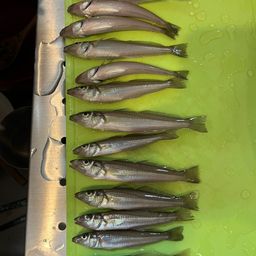 シロギス