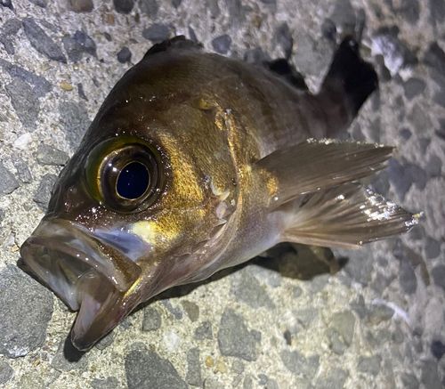 メバルの釣果