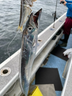 タチウオの釣果