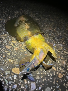 アオリイカの釣果