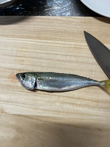 サバの釣果