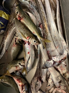 タチウオの釣果