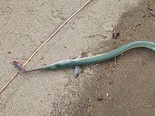 ダツの釣果