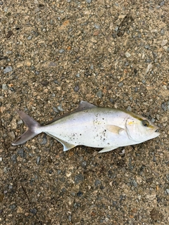 カンパチの釣果