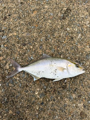 カンパチの釣果