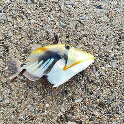 ムラサメモンガラ