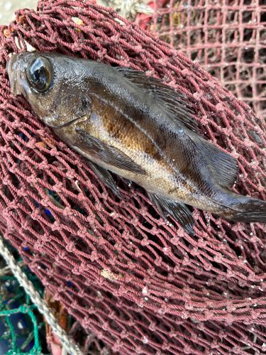 メバルの釣果