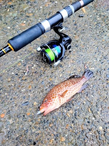 オオモンハタの釣果