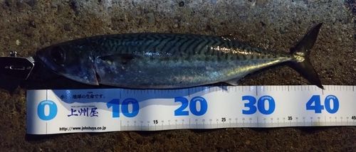 サバの釣果