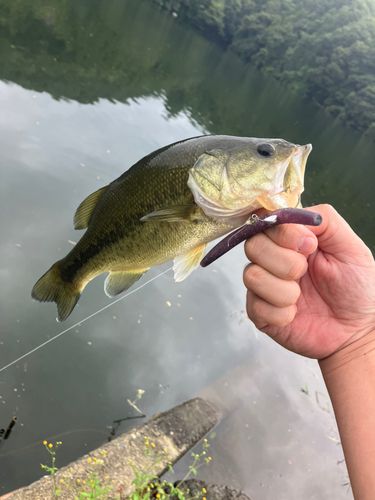 相模湖