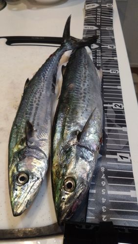 サゴシの釣果