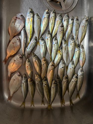 アジの釣果