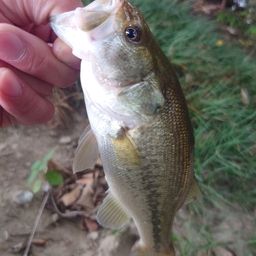 ラージマウスバス