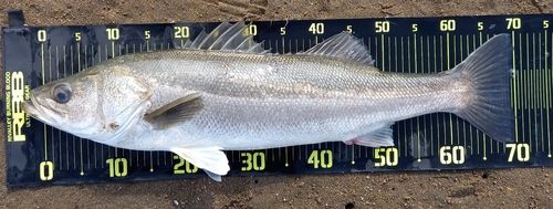 シーバスの釣果