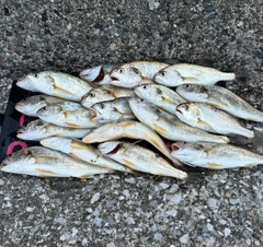 シログチの釣果