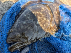 GTの釣果