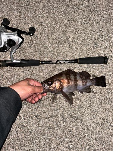 アカメバルの釣果
