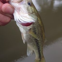 ラージマウスバス