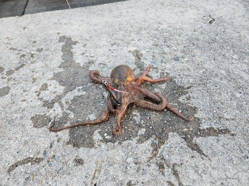 貝塚人工島
